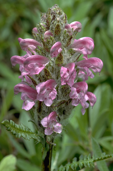 a photo of alpine lousewort