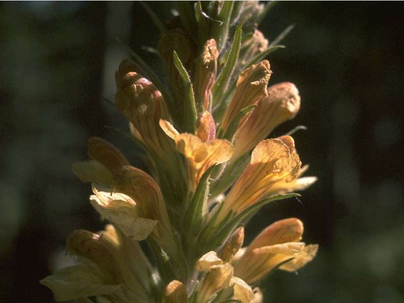 a photo of a  giant lousewort