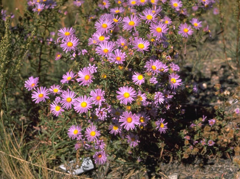 a photo of Patterson tansy aster