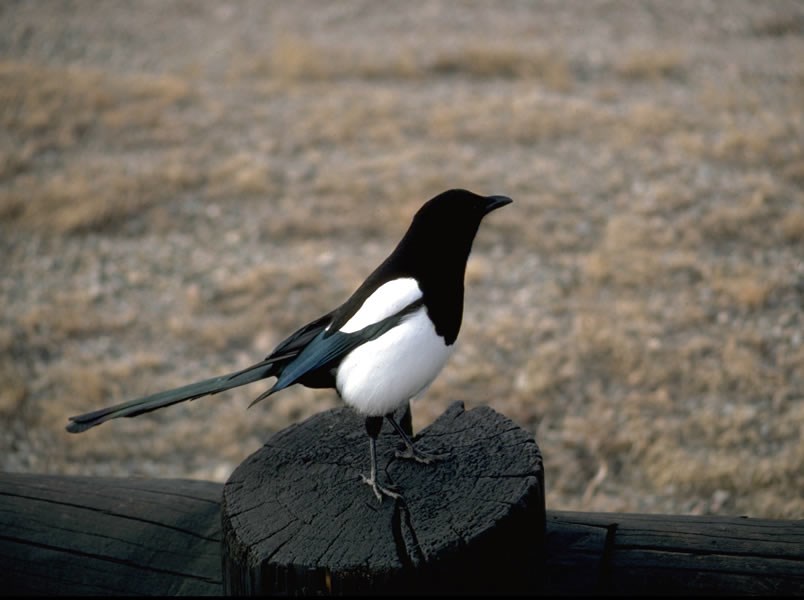 a photo of a magpie