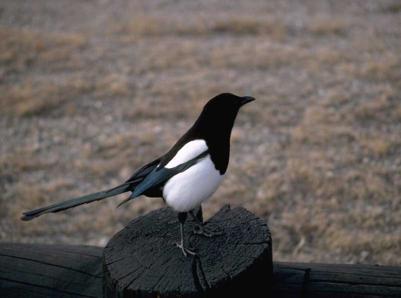 a photo of a magpie