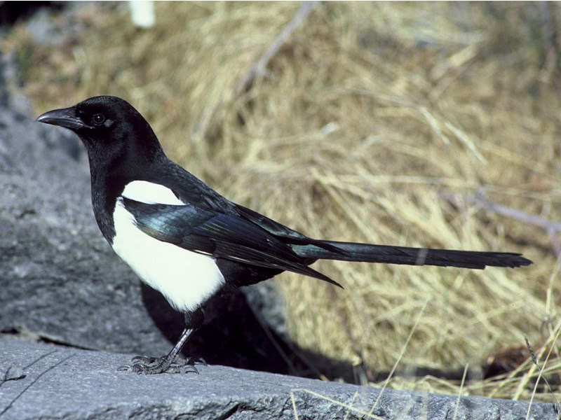 a photo of a black billed magpie