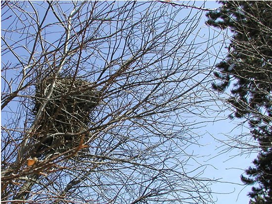 a photo of  a magpie nest