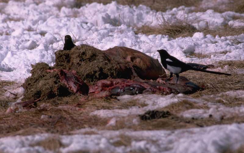 a photo of magpies feeding on carrion
