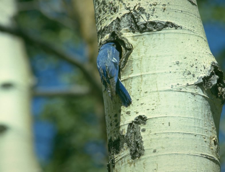 a photo of a male bluebird
