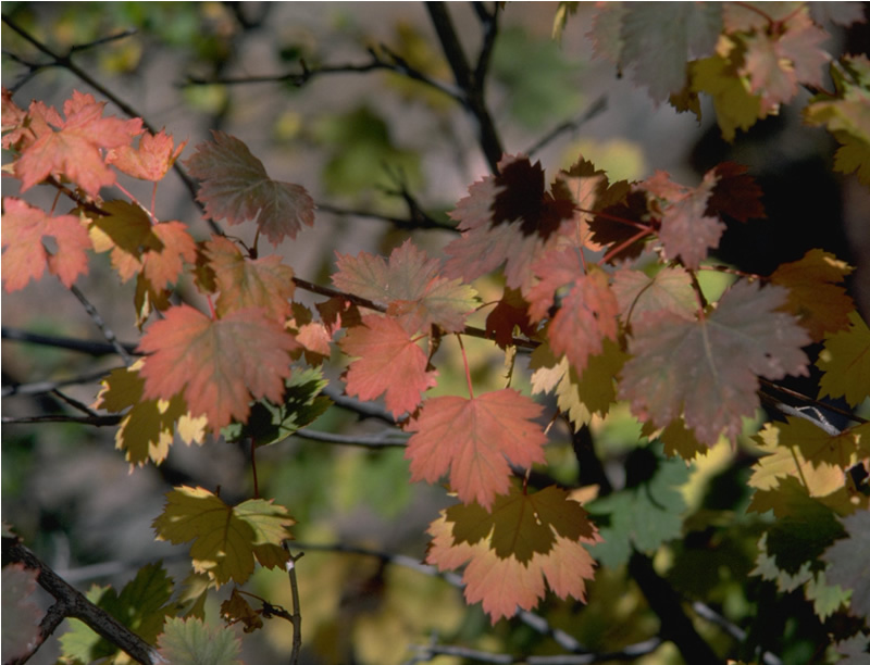 Rocky Mountain Maple Leaves Rocky Mountain National Park U S National Park Service