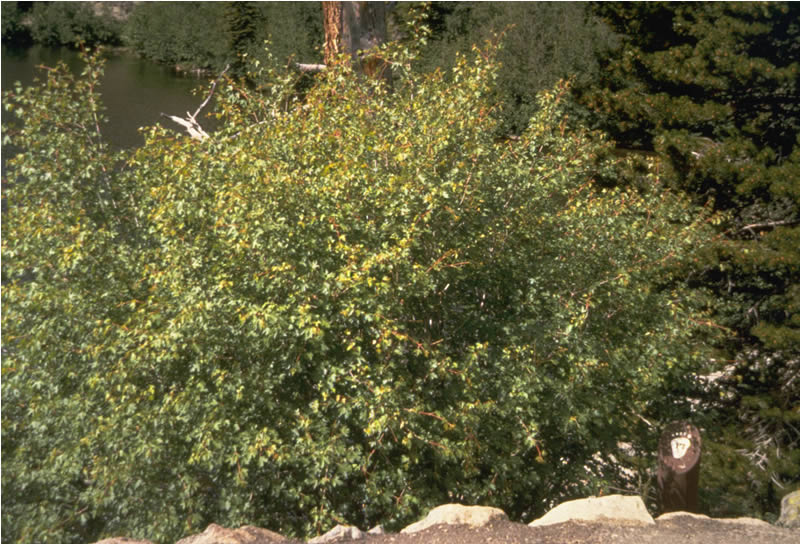 a photo of maple fall colors