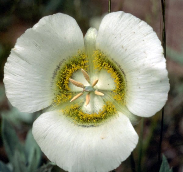 a photo of a mariposa lily