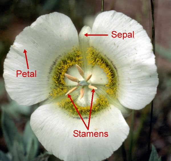 a photo of a mariposa lily with parts labelled