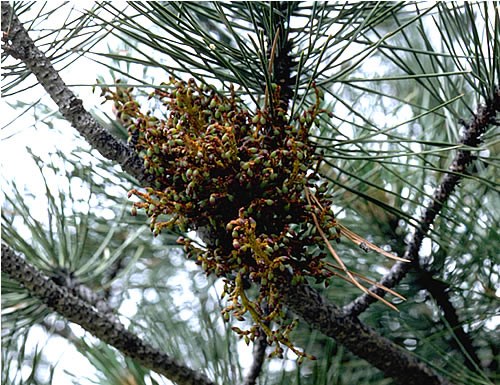 a photo of pine mistletoe a photo of pine mistletoe