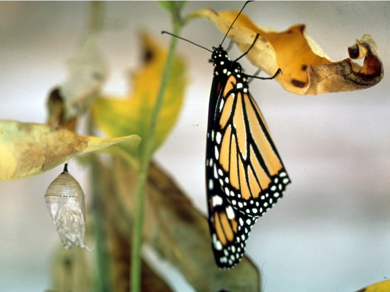 a photo of a monarch butterfly