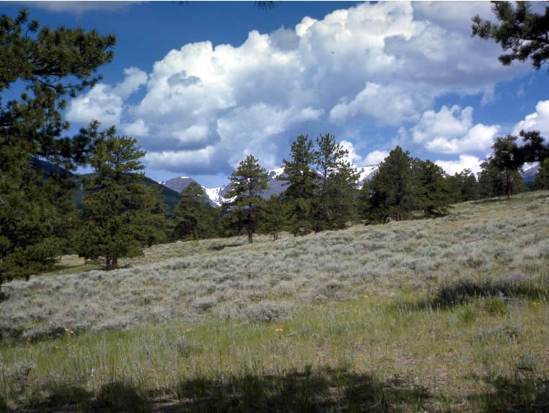 a photo of a montane meadow