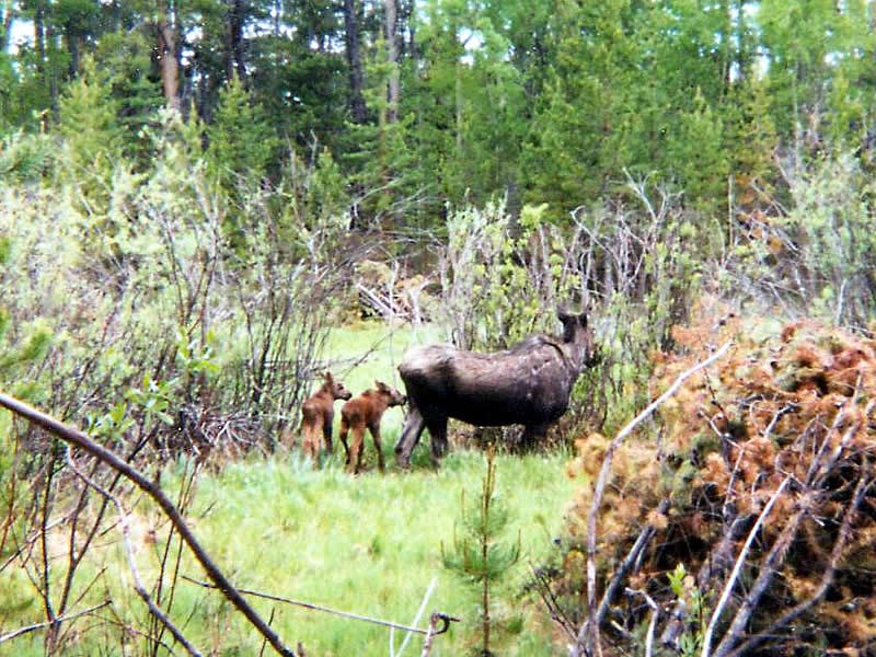 a photo of moose calves