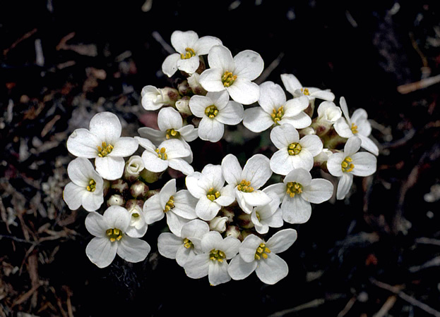a photo of mountain candytuft