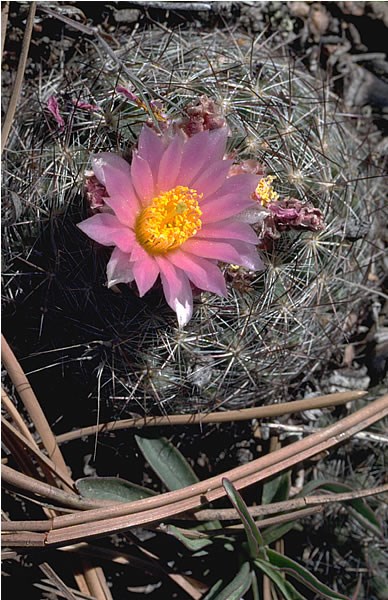 a photo of a mountain ball cacti bloom