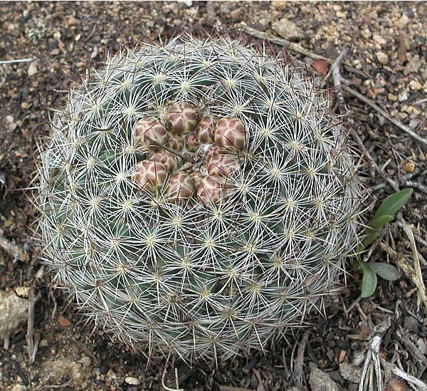 a photo of mountain ball cacti buds