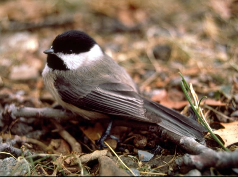 a photo of a mountain chickadee
