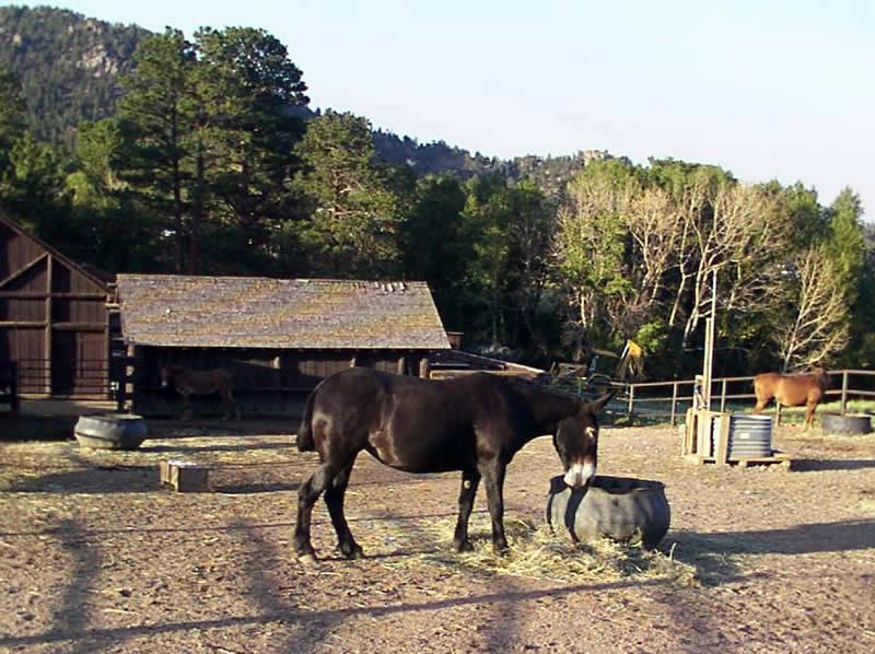 a photo of a park mule