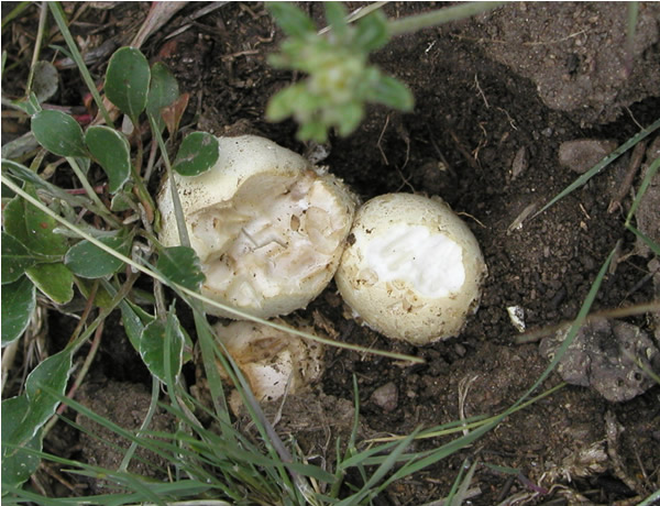 a photo of a mushroom
