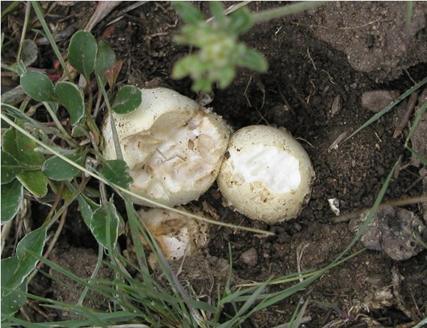 a photo of a mushroom