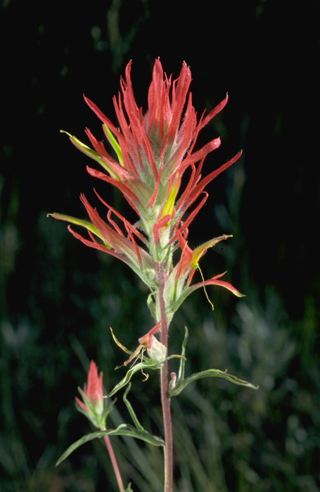 a photo of  narrowleaf paintbrush
