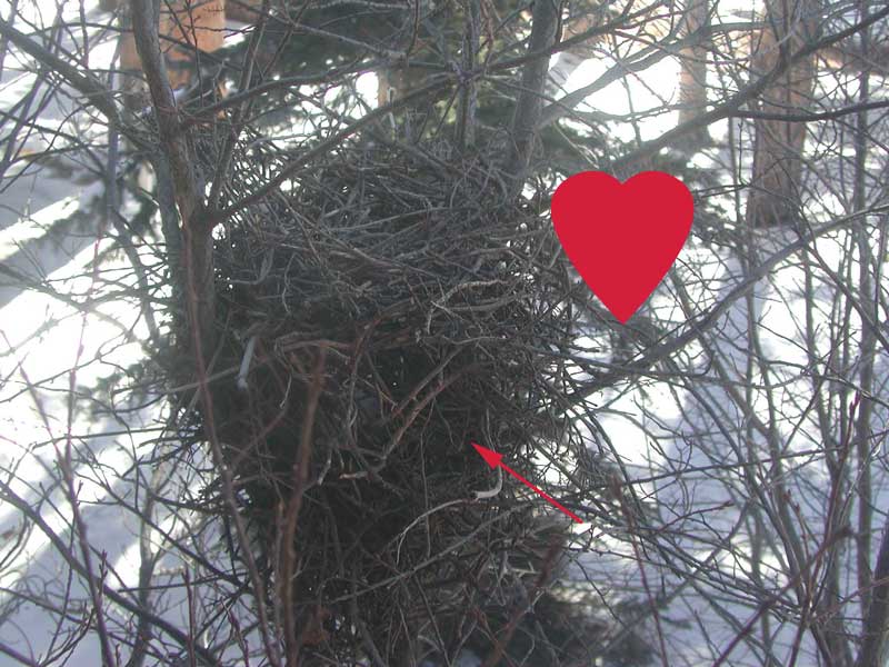a photo of a magpie nest