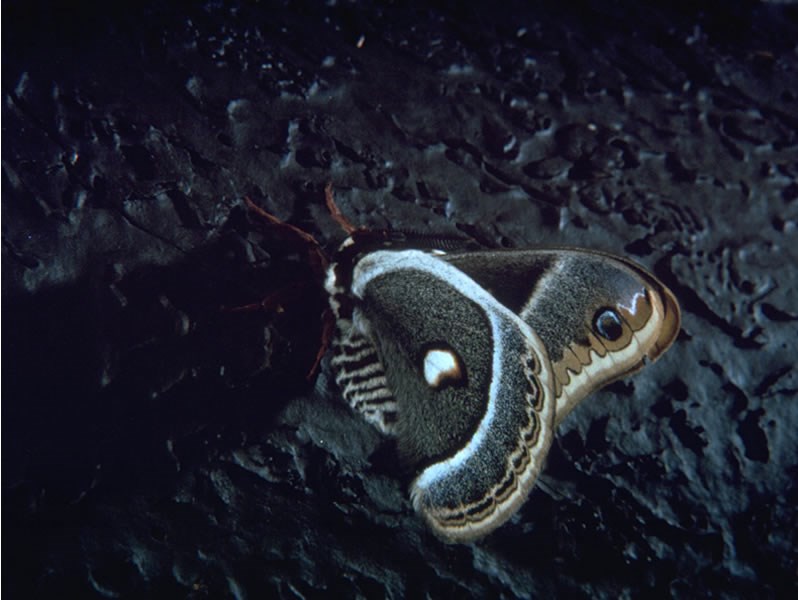 a photo of a cecropia moth at  night
