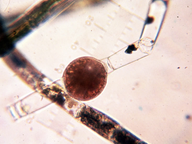 a photo of Oedogonium