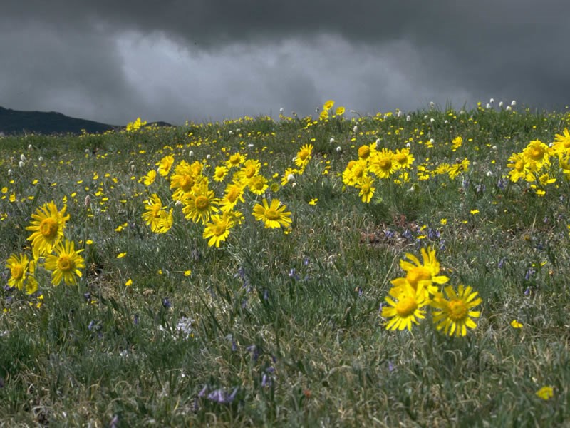 a photo of alpine sunflowers