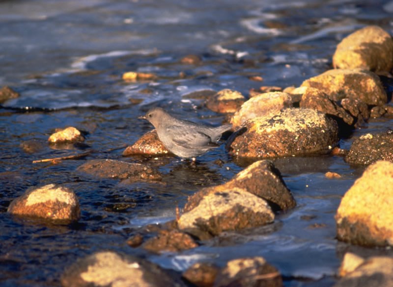 a photo of a water ouzel