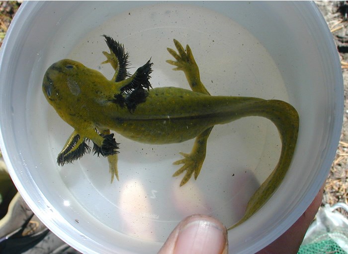 a photo of paedomorphic tiger salamander