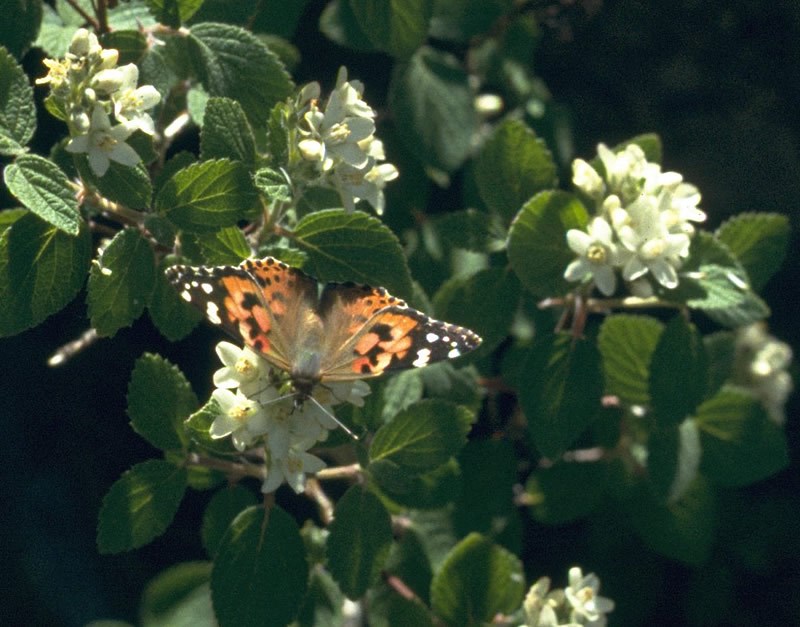 a photo of a painted lady butterfly on a waxflower