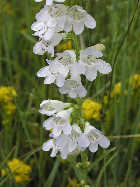 a photo of white penstemon