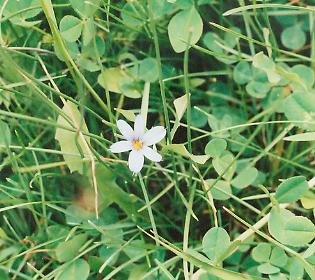 a photo of pallid blue-eyed grass