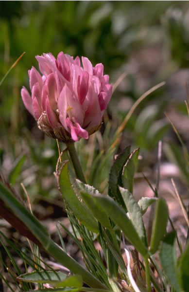 a photo of a Parry clover