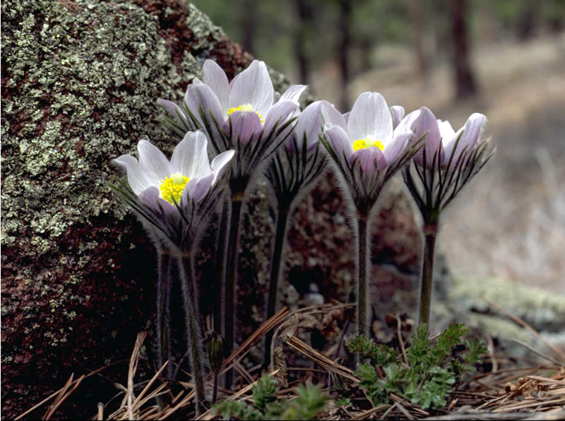 a photo of pasqueflowers