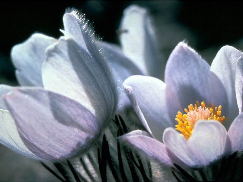 a photo of a pasqueflower