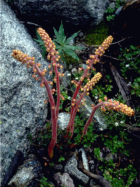 a photo of pinedrops