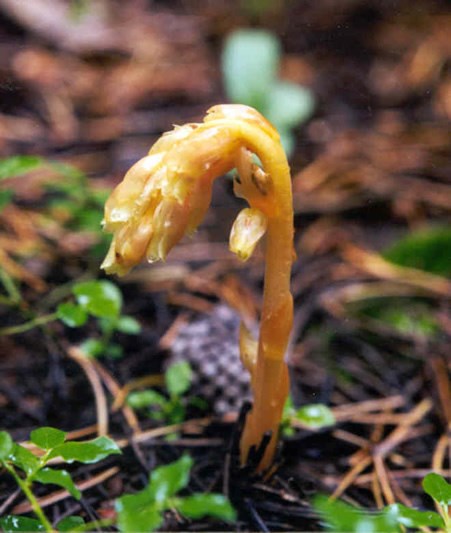 a photo of a pinesap a photo of a pinesap