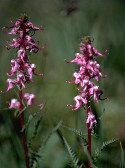 a photo of little elephant  heads