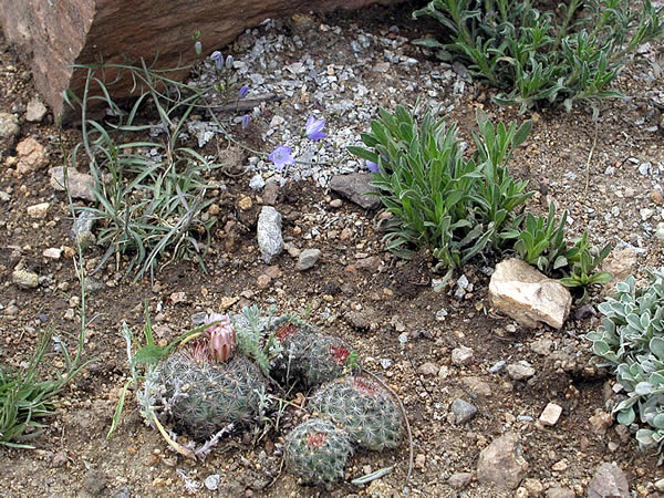 a photo of plants used for revegetation
