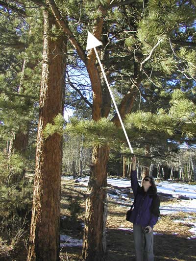 a photo of a park employee pointing to a deer carcass in a tree