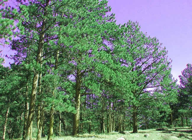 a photo of ponderosa pine