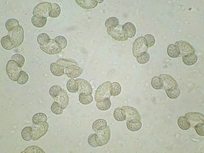 Microscopic pine pollen rocky mountain national park u s national