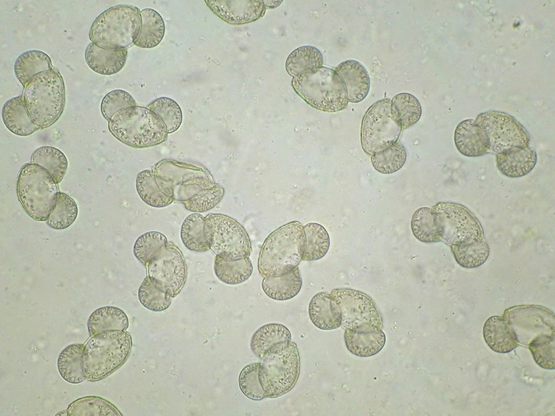 a photo of microscopic pine pollen