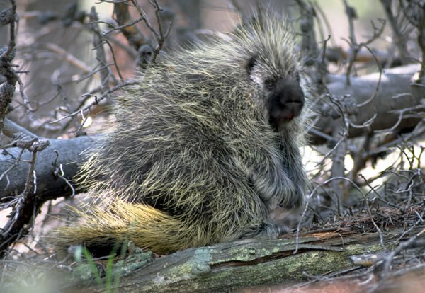 a photo of a porcupine
