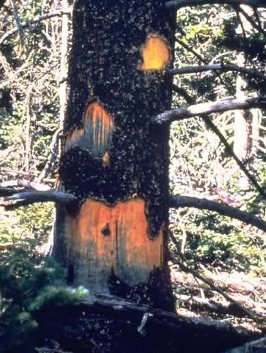 a photo of a tree damaged by porcupines