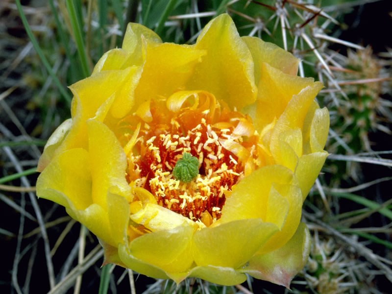 a photo of a prickly pear cactus