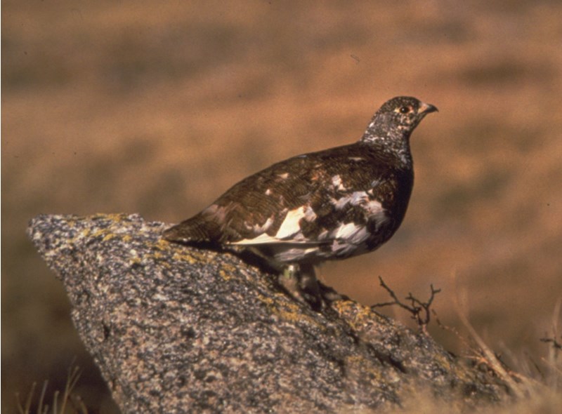 a photo of a white-tailed ptarmigan