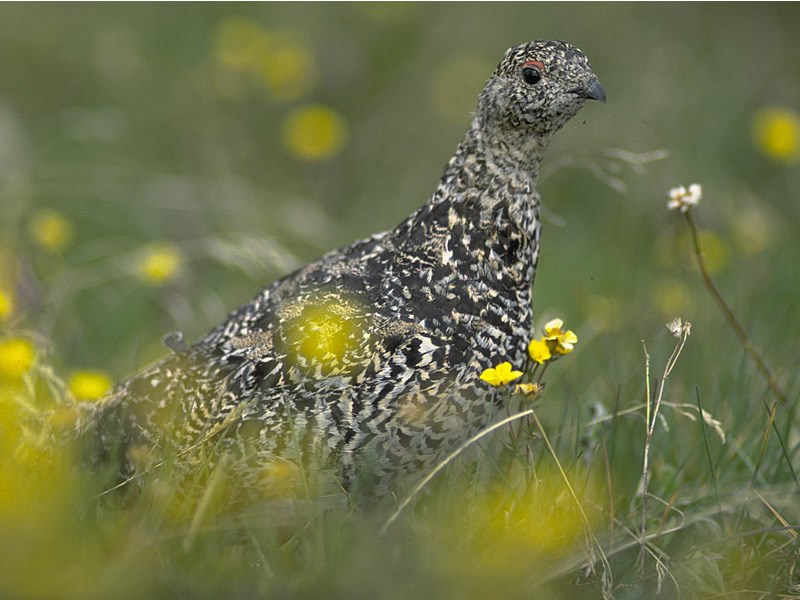 a photo of ptarmigan in summer plumage